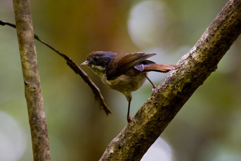 Pipipi On Branch